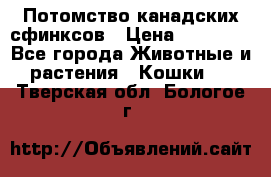 Потомство канадских сфинксов › Цена ­ 15 000 - Все города Животные и растения » Кошки   . Тверская обл.,Бологое г.